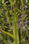 Yellow fringed orchid